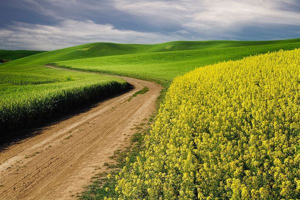 Jones, Adam 아티스트의 Rural farm road through yellow canola and green wheat crops작품입니다.